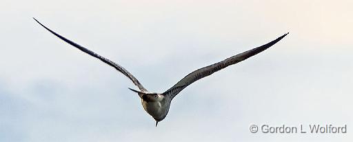 Gull In Flight_DSCF4694.jpg